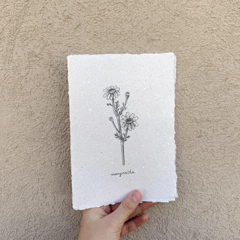 Margarita