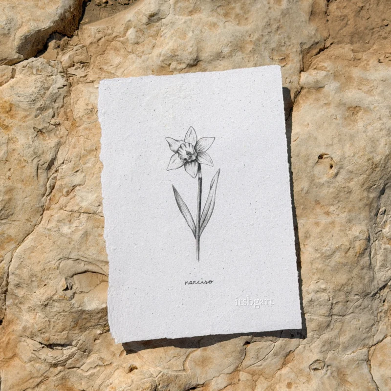 Narciso