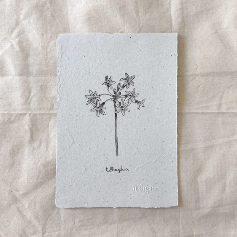 Tulbaghia