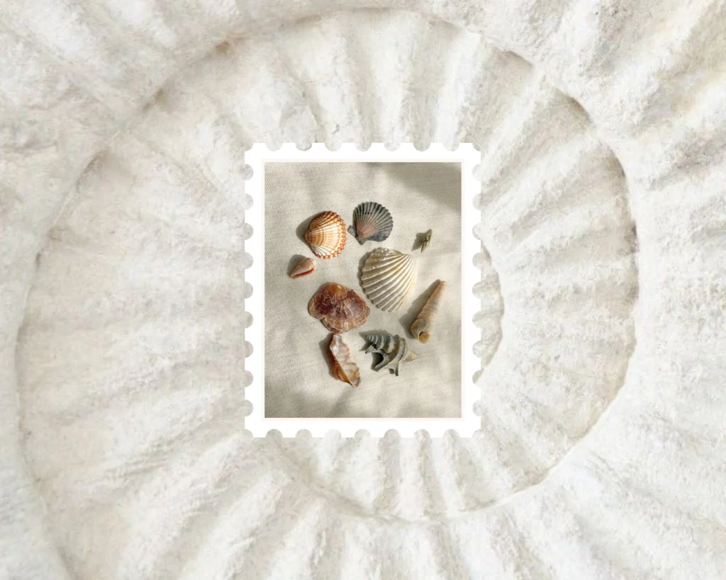 Conchas Inspiración La Cartota